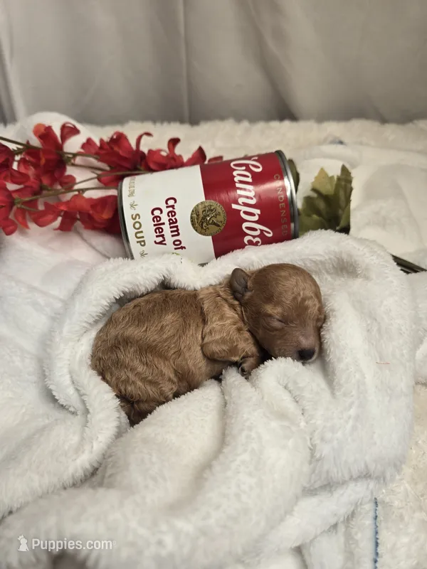 AKC Tiny Ginger – Poodle - Toy  puppy for sale in Clarksville, AR