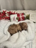 AKC Tiny Ginger, a female Poodle - Toy  for sale in Clarksville, AR – 1 of 9