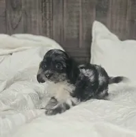 Itty Bitty, a female Cockapoo and Poodle - Miniature  for sale in Clarksville, AR – 4 of 10
