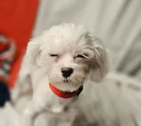 AKC Tiny Luv Bug, a female Maltese for sale in Clarksville, AR – 3 of 10
