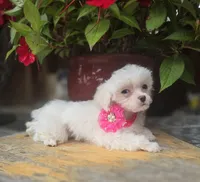 AKC Tiny Girl , a female Maltese for sale in Clarksville, AR – 6 of 10