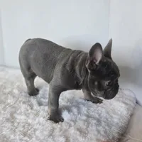 Chunky Boy AKC , a male French Bulldog for sale in Clarksville, AR – Photo 3 of 9