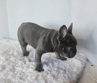 Chunky Boy AKC , a male French Bulldog for sale in Clarksville, AR – Photo 3 of 9