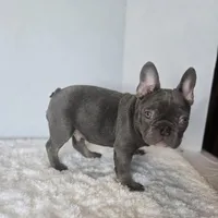 Chunky Boy AKC , a male French Bulldog for sale in Clarksville, AR – Photo 8 of 9