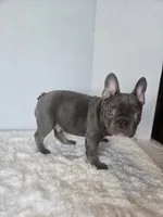 Chunky Boy AKC , a male French Bulldog for sale in Clarksville, AR – Photo 8 of 9