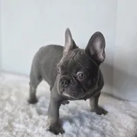 Chunky Boy AKC , a male French Bulldog for sale in Clarksville, AR – Photo 1 of 9