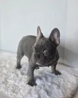 Chunky Boy AKC , a male French Bulldog for sale in Clarksville, AR – Photo 1 of 9