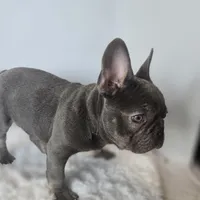 Chunky Boy AKC , a male French Bulldog for sale in Clarksville, AR – Photo 5 of 9