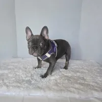 Chunky Boy AKC , a male French Bulldog for sale in Clarksville, AR – Photo 7 of 9