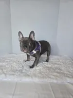 Chunky Boy AKC , a male French Bulldog for sale in Clarksville, AR – Photo 7 of 9