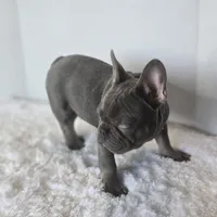 Chunky Boy AKC , a male French Bulldog for sale in Clarksville, AR – Photo 2 of 9