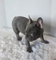 Chunky Boy AKC , a male French Bulldog for sale in Clarksville, AR – Photo 2 of 9