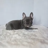 Chunky Boy AKC , a male French Bulldog for sale in Clarksville, AR – Photo 9 of 9