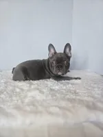 Chunky Boy AKC , a male French Bulldog for sale in Clarksville, AR – Photo 9 of 9