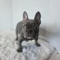 Chunky Boy AKC , a male French Bulldog for sale in Clarksville, AR – Photo 6 of 9