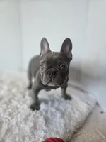 Chunky Boy AKC , a male French Bulldog for sale in Clarksville, AR – Photo 6 of 9