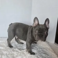 Chunky Boy AKC , a male French Bulldog for sale in Clarksville, AR – Photo 4 of 9