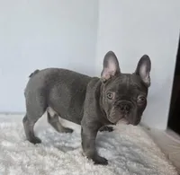 Chunky Boy AKC , a male French Bulldog for sale in Clarksville, AR – Photo 4 of 9