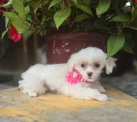AKC Tiny Girl , a female Maltese for sale in Clarksville, AR – 3 of 10