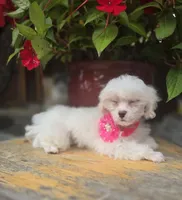 AKC Tiny Girl , a female Maltese for sale in Clarksville, AR – 5 of 10
