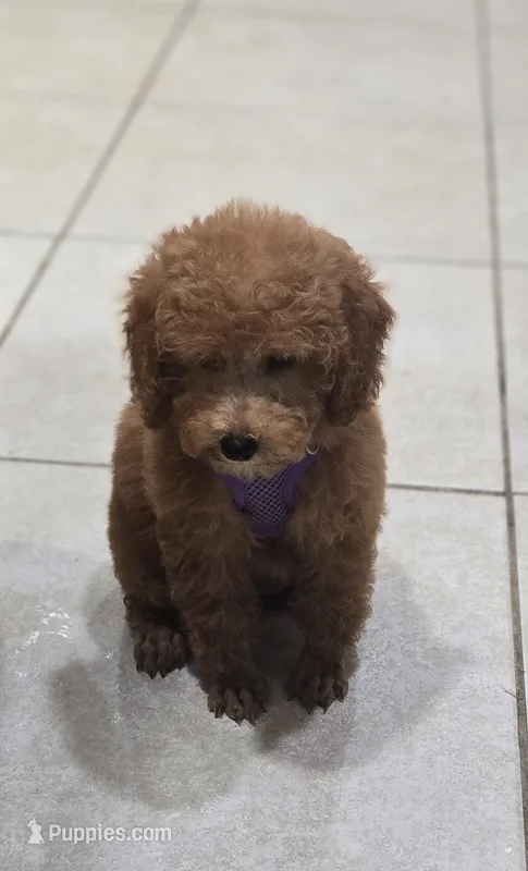 AKC  Girl  – Poodle - Miniature  puppy for sale in Clarksville, AR