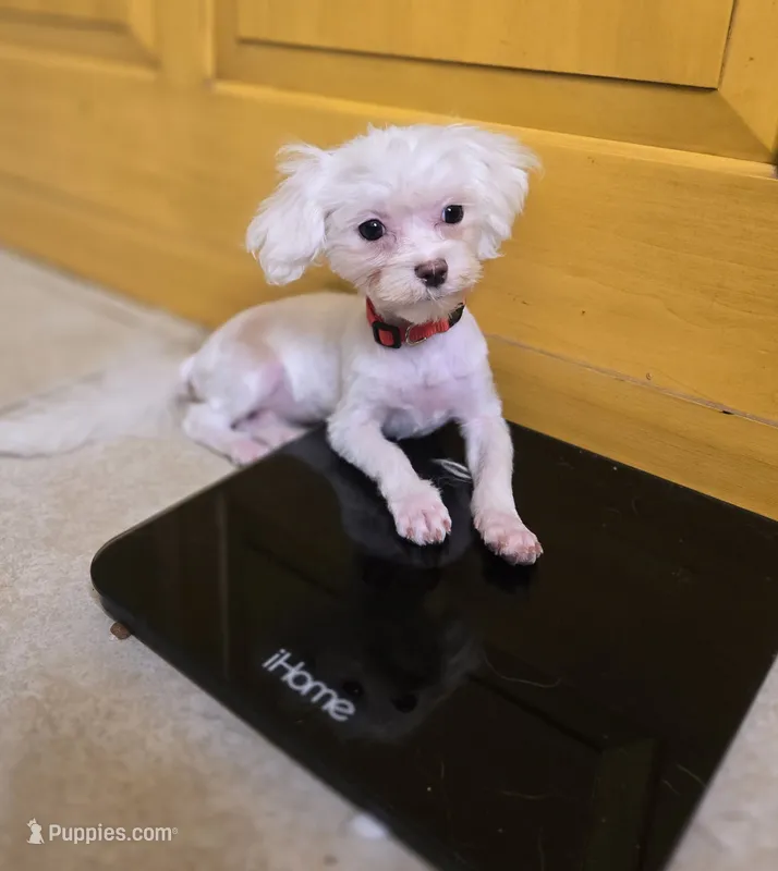 AKC Tiny Luv Bug – Maltese puppy for sale in Clarksville, AR