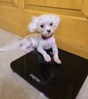 AKC Tiny Luv Bug, a female Maltese for sale in Clarksville, AR – 1 of 10