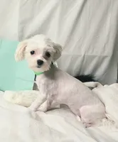 AKC Tiny Butters, a female Maltese for sale in Clarksville, AR – 8 of 9
