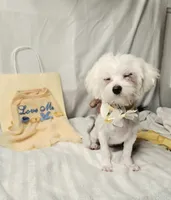 Blossom- Has overbite , a female Maltese for sale in Clarksville, AR – 2 of 10