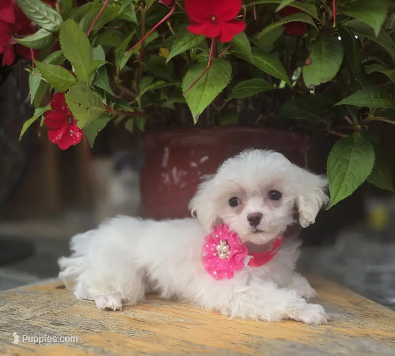 AKC Tiny Girl  – Maltese puppy for sale in Clarksville, AR
