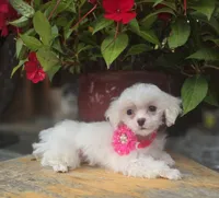 AKC Tiny Girl , a female Maltese for sale in Clarksville, AR – 1 of 10