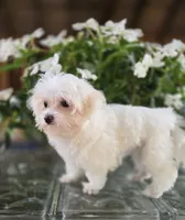 Blossom- Has overbite , a female Maltese for sale in Clarksville, AR – 2 of 8