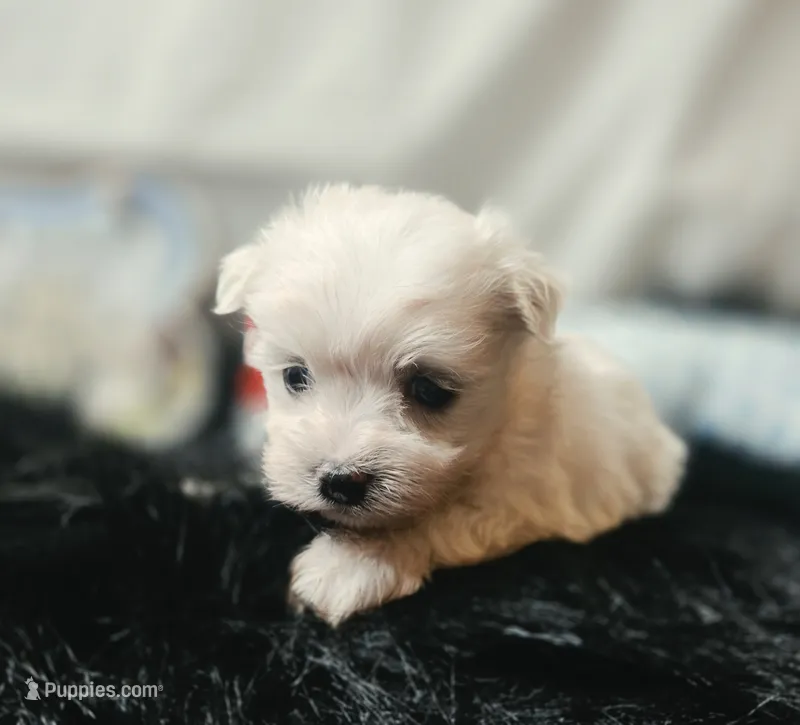 AKC Izzy's B2 – Maltese puppy for sale in Clarksville, AR