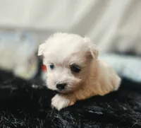 AKC Izzy's B2, a male Maltese for sale in Clarksville, AR – 1 of 8