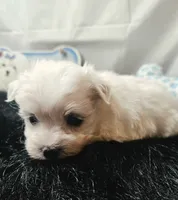 AKC Izzy's B2, a male Maltese for sale in Clarksville, AR – 4 of 8