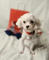AKC Tiny Luv Bug, a female Maltese for sale in Clarksville, AR – 4 of 10