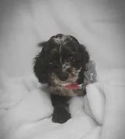 Grace Ann, a female Cockapoo and Poodle - Toy  for sale in Clarksville, AR – 7 of 9