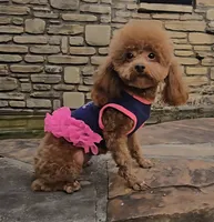 AKC Red Ruby , a female Poodle - Toy  for sale in Clarksville, AR – 8 of 8
