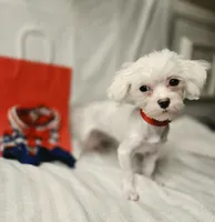 AKC Tiny Luv Bug, a female Maltese for sale in Clarksville, AR – 6 of 10