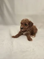 AKC Red Ruby , a female Poodle - Toy  for sale in Clarksville, AR – 2 of 8