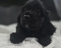 Ebony, a female Cockapoo and Poodle - Miniature  for sale in Clarksville, AR – 3 of 10
