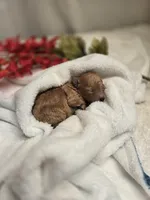 AKC Tiny Ginger, a female Poodle - Toy  for sale in Clarksville, AR – 6 of 9