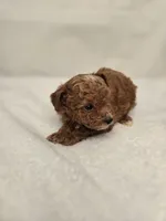 AKC Red Ruby , a female Poodle - Toy  for sale in Clarksville, AR – 4 of 8