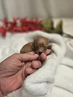AKC Tiny Ginger, a female Poodle - Toy  for sale in Clarksville, AR – 4 of 9
