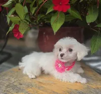 AKC Tiny Girl , a female Maltese for sale in Clarksville, AR – 4 of 10