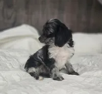 Itty Bitty, a female Cockapoo and Poodle - Miniature  for sale in Clarksville, AR – 5 of 10