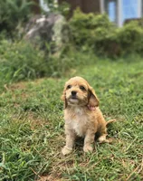 Ruby Rose, a female Cockapoo and Poodle - Toy  for sale in Clarksville, AR – 4 of 10