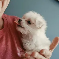 AKC Izzy's B1, a male Maltese for sale in Clarksville, AR – 2 of 6