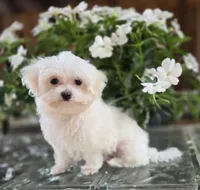 Blossom- Has overbite , a female Maltese for sale in Clarksville, AR – 6 of 8