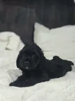 Ebony, a female Cockapoo and Poodle - Miniature  for sale in Clarksville, AR – 8 of 10